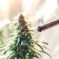 Fumar Cannabis: Riscos, Efeitos e Formas de Consumo Mais Seguras