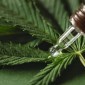 Museu Brasileiro da Cannabis: Conheça História, Curiosidades e Evolução