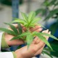 Uso Terapêutico da Cannabis na Oncologia: Como Funciona e Quais os Benefícios