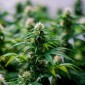 Cannabis: 10 fatos essenciais que você precisa conhecer