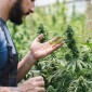 Tipos de Maconha para Uso Medicinal: Conheça as Principais Variedades e Características