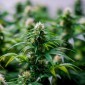 Tratamento com Canabidiol pode engordar? Descubra Mitos e Verdades