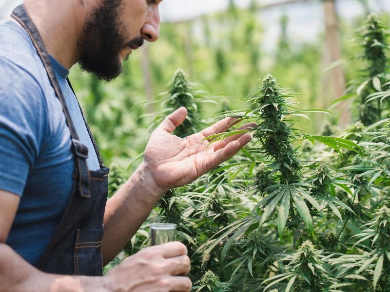 Tipos de Maconha para Uso Medicinal: Conheça as Principais Variedades e Características