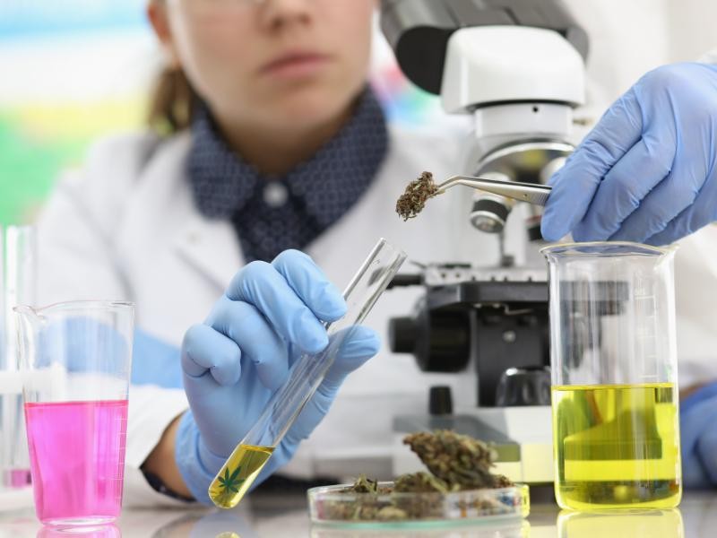 Principais Eventos de Cannabis para Médicos Prescritores: Onde se Atualizar e Fazer Networking